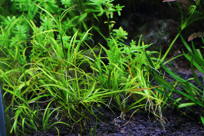 植栽から16日目　ジュンクス レペンス